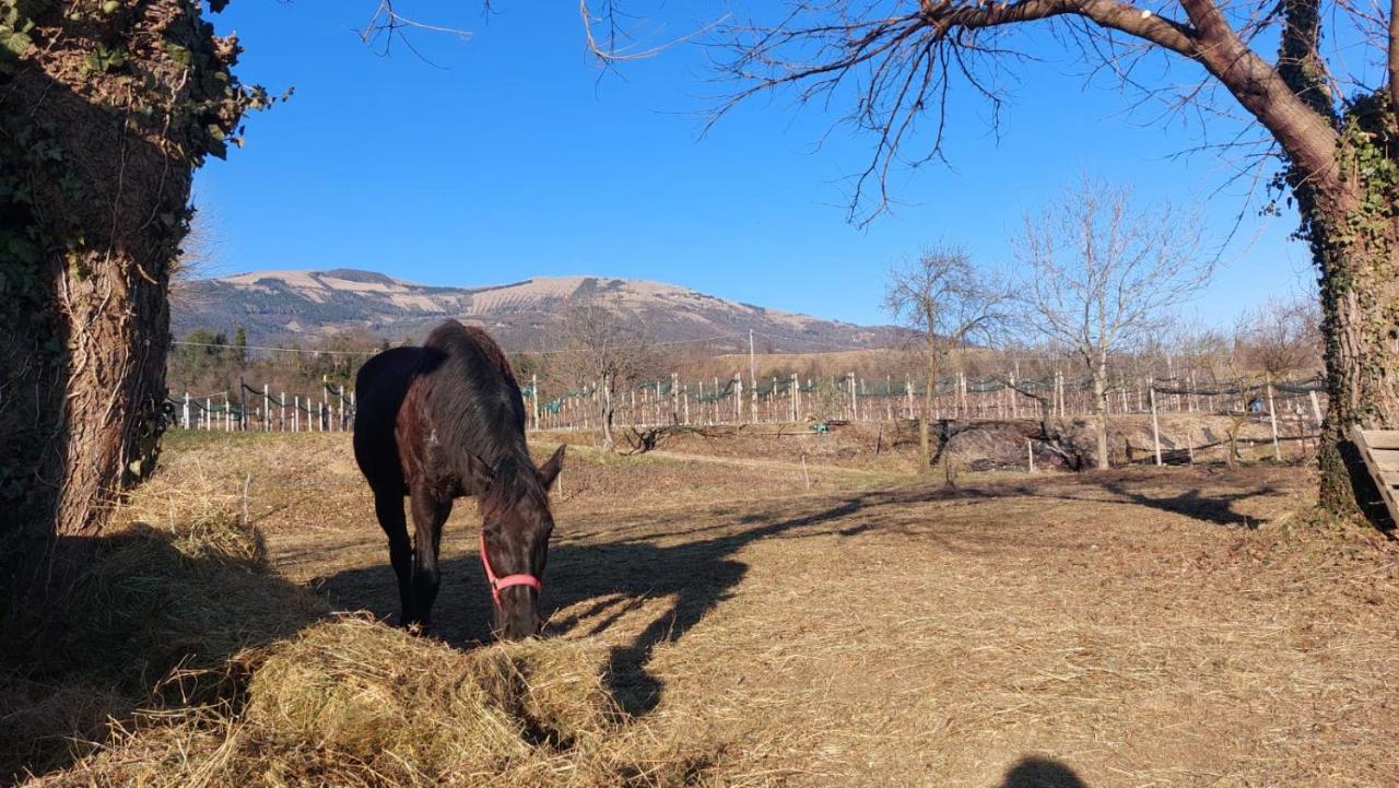 La Caneveta Al Piave Villa Valdobbiadene Ngoại thất bức ảnh